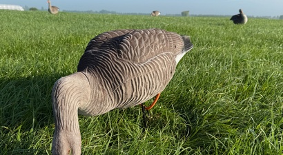 Afbeelding Gezamenlijke ganzendag 2026